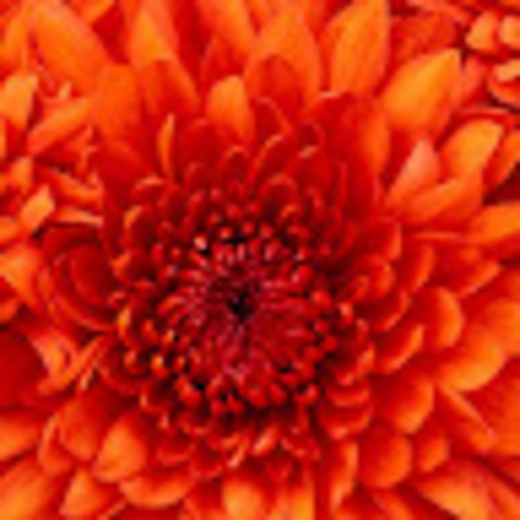 Profile Picture of Marion Hoppal (@marionhoppal) on Poshmark