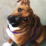 Profile Picture of Linda Ullrich (@hemachick) on Instagram