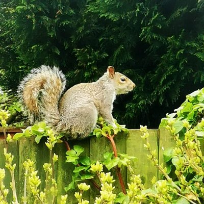 Profile Picture of Chris Shoukry (@shoukry_chris) on Twitter