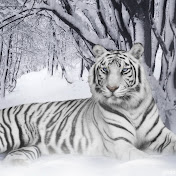 Profile Picture of Roland MATT (@rolandmatt6332) on Youtube