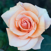 Profile Picture of Amanda Townsend (@amandatownsend8256) on Youtube