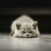 Profile Picture of Dustin Bùi (@dustin-bùi) on Quora