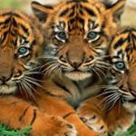 Profile Picture of Daniel Kratt (@danielkratt) on Instagram