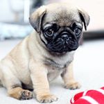 Profile Picture of paul dubin (@pugs.looking.at.u) on Instagram