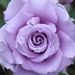 Profile Picture of Katelyn yoder (@yoderkatelyn910) on Pinterest