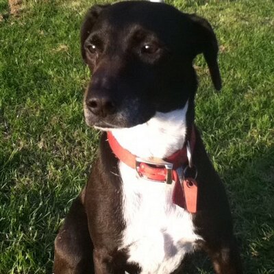 Profile Picture of Nicholas Costanzo (@Nicholascostan2) on Twitter