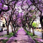 Profile Picture of Pamela Ivey (@iveypamela) on Instagram