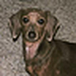 Profile Picture of Tracy Simmons (@tracysimmons) on Flickr