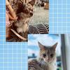 Profile Picture of 🐈🐕 (@@colette_pepper_routine) on Tiktok