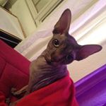 Profile Picture of Fraser (@vincent.fraser880) on Instagram