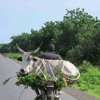 Profile Picture of Mohammed Auwal (@mohammed.auwal.12576049) on Facebook