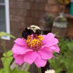 Profile Picture of Lori DeCosta Marcelino (@karonahumble) on Instagram