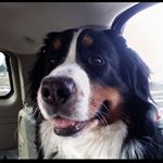 Paula Malknecht - Instagram Profile Picture of Paula Malknecht (@pjw417) on Instagram