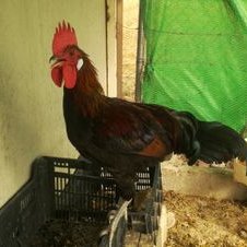 Profile Picture of Felipe Espino (@felipe_espino) on Twitter