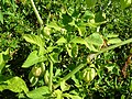 Profile Picture of Physalis angulataon Wikipedia