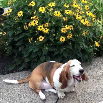 Profile Picture of Bryan Root (@RootBryan) on Twitter