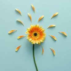 Profile Picture of  🌸 Kim Thùy  🌸 (@KimThy09430609) on Twitter