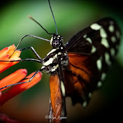 Profile Picture of Tanja Joppien (Tanjas Zoofotografie) (@tanjajoppien4027) on Youtube