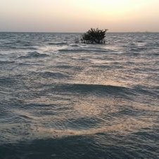 Profile Picture of Mohammad  Rashad (@bahei44) on Twitter