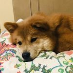 Nutella Dias Carreteiro AuAu - Instagram Profile Picture of Nutella Dias Carreteiro AuAu (@nutellanty) on Instagram