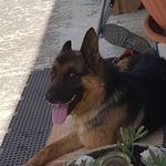 Profile Picture of Giuseppe Alfieri (@giuseppe.alfieri.146) on Instagram