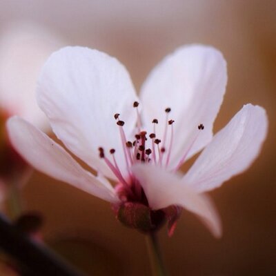 Profile Picture of Cate Lillig (@Sparkle_Chi) on Twitter