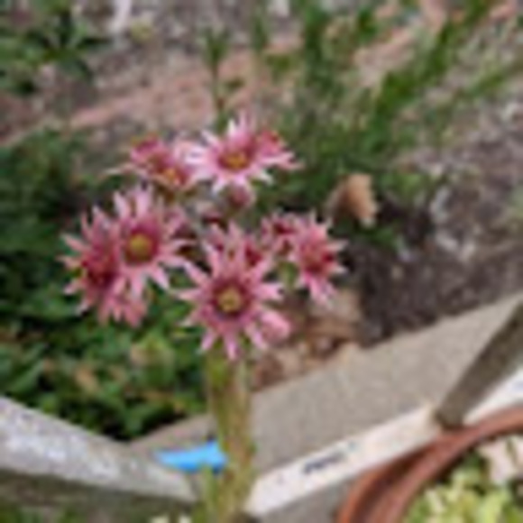 Profile Picture of Miranda Lello (@mirandallello) on Poshmark