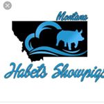Profile Picture of Kennith Habets (@habets_show_pigs_) on Instagram