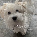 Profile Picture of Megan Geier (@pawsome_treats4dogs) on Instagram