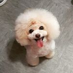 Profile Picture of Roy Lam (@lammarble) on Instagram