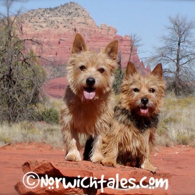 Profile Picture of Barbara Huffman (@Norwichtales) on Twitter