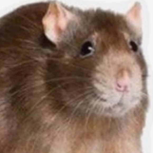 Profile Picture of Matthew Rooney (@matt557) on Poshmark