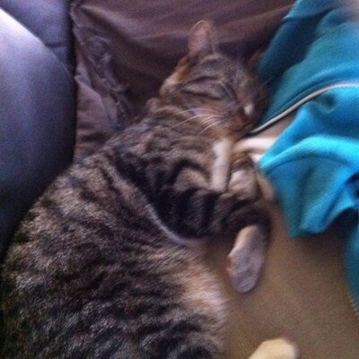 Profile Picture of Tom Zinck (@ZinckTom) on Twitter