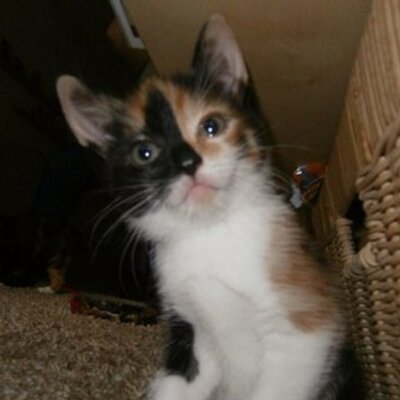 Profile Picture of Mike (@MikeRobben91) on Twitter