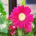 Profile Picture of Jill Shrake (@Shrakenthingsupblog) on Pinterest