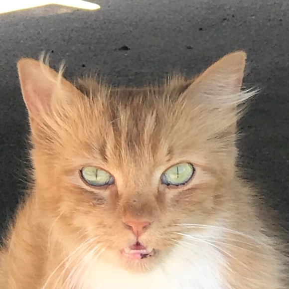 Profile Picture of Monica Zuleta (@mnica_z) on Poshmark