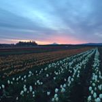 Profile Picture of K'Lynn Wiley (@thewileyperspective) on Instagram