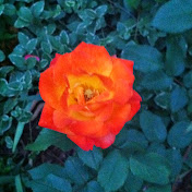 Profile Picture of Nancy Hanson (@nancyhanson3631) on Youtube