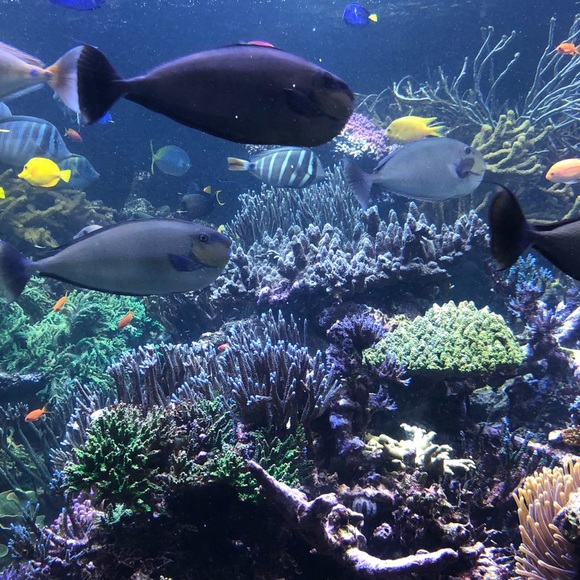 Profile Picture of Sharon Russin (@birdsharon) on Poshmark