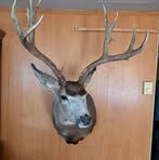 Profile Picture of Arnold Dinger (@arnold.dinger.2025) on Facebook