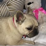 Stella Farish - Instagram Profile Picture of Stella Farish (@stella_frenchy) on Instagram
