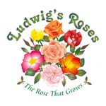 Profile Picture of Ludwig's Roses (@ludwigsroses) on Instagram