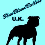 Profile Picture of mark barton (@bluebloodbulliesukkennel) on Instagram
