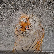 Profile Picture of Ram Subramanian (@rsubrama1) on Youtube