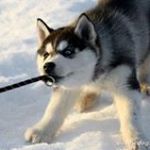 Profile Picture of Grégory Moret (@moretgregory) on Instagram