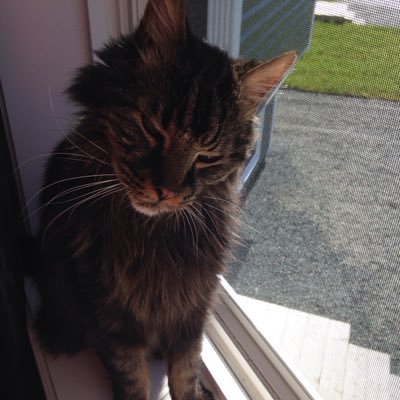 Profile Picture of Shawna Coates (@Ally_Katt116) on Twitter