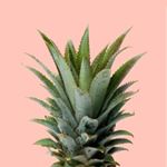 Profile Picture of Damian Walle (@mailand_limoto) on Instagram