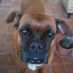 Profile Picture of David Lucarini (@capoccione) on Instagram