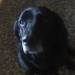 Profile Picture of Ross Pyle (@rosspyle) on Instagram