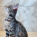 Profile Picture of Autumn Lancaster (@finnickthef3) on Instagram